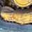 caterpillar-259b3-image-45