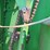 2009-john-deere-568-image-28