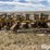 buffalo-7010-image-2