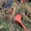 blanchat-12-bottom-plow-image-17
