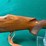 browning-b.b.r-30-06-rifle-image-6