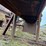 #2408-•-wood-shaving-plant-image-23