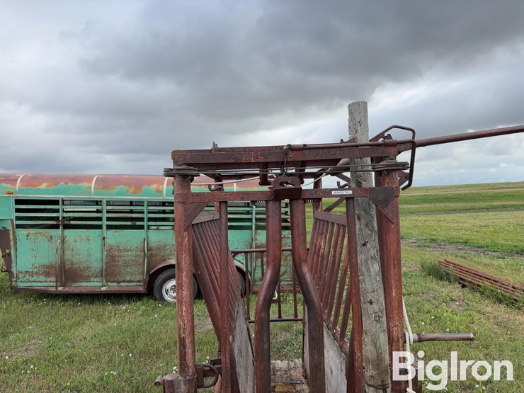 beef-master-cattle-chute-image-12