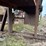 #2408-•-wood-shaving-plant-image-24
