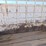 #1088-•-2000-donahue-livestock-trailer-image-15