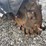 #4509-•-blue-diamond-swing-arm-stump-grinder-image-11