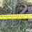 concrete-cultipacker-image-12