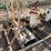 (4)-skidded-air-compressor-stations-incomplete-f/-parts-image-5