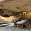 caterpillar-815a-image-42