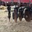 case-ih-5400-image-17
