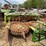 claas-4-row-rotary-corn-head-image-2