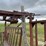 beef-master-cattle-chute-image-19