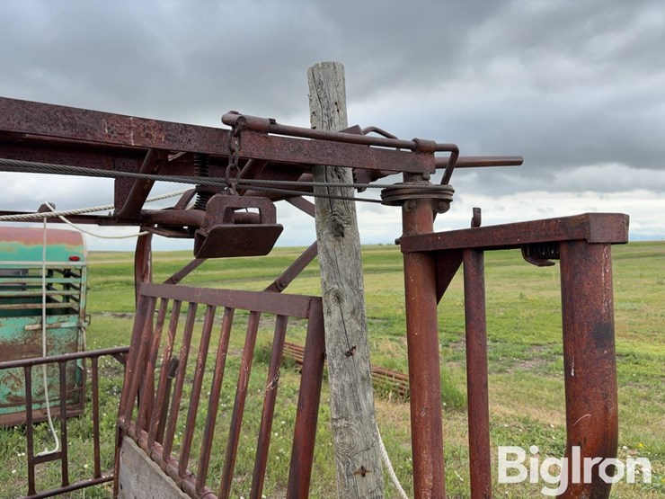 beef-master-cattle-chute-image-19