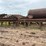 #2408-•-wood-shaving-plant-image-2