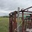beef-master-cattle-chute-image-10