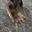 bobcat-331-image-8