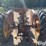 massey-ferguson-44-image-6