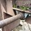 #2408-•-wood-shaving-plant-image-20