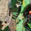 john-deere-1530-image-24