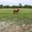 highland-cow-image-2