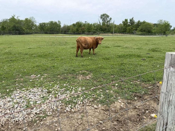 highland-cow-image-2