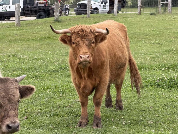 highland-cow-image-1