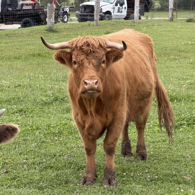 Highland Cow