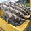 bomag-bw213pd-image-11