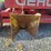 gehl-1065-tandem-axle-forage-chopper-w/2-heads---nice-image-23