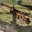 #51901-•-2007-kelly-diamond-45-rice-harrow-806-45r-inv#51901-image-62