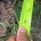 #51911-•-30'-chisel-plow-inv#51911-image-72