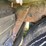 2000-wilson-patriot-belt-trailer-image-33