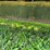 doo-little-gn-trailer-102x36-image-9