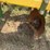 #51910-•-roll-a-cone-12-row-38"-spacing-hipper-10-3218-inv#51910-image-67