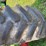 brent-678-grain-cart-image-44