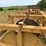 #51943-•-9pt-poly-pipe-roller-230412-inv#51943-image-16
