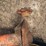 #51936-•-10'-stubble-roller-inv#51936-image-24