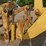 2004-komatsu-wa250-5-image-8