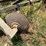 #51900-•-bowman-water-furrow-plow-inv#51900-image-5