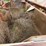 #51922-•-miskin-sp-315-dirt-pan-21115-inv#51922-image-36