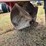 #51941-•-uft-370-pto-ditcher-7670-inv#51941-image-18