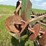 #51901-•-2007-kelly-diamond-45-rice-harrow-806-45r-inv#51901-image-74