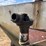 simonsen-8'-pull-type-fertilizer-spreader-image-9
