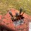 ditch-with-3500-dd-ldb-trencher-image-18