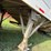 1999-maurer-32ft-semi-grain-trailer-image-24