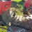 massey-ferguson-235-image-12