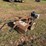 walk-behind-tiller-image-2