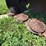 gehl-dm162-7ft-disc-mower-image-16