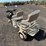 2026-sdlanch-irgc40-mini-golf-cart-image-6