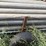 6”-irrigation-pipes-w/-trailer-image-6